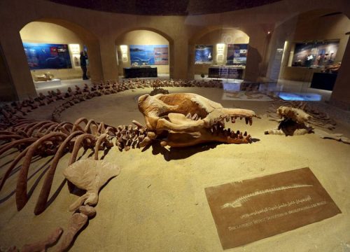 Safari Adventure in Fayoum: Wadi El-Rayan & Wadi Al-Hitan